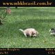 Filhotes Kako x Lora-17fev2016 - web (19)