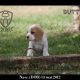 Filhotes Polo x Vivi 13-05-2012 (12)